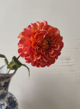 高品质戴盛单头多色大丽花 仿真大理菊 球形 花艺设计 样板间陈列