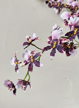 靓插花插花中国兰枝紫娟1