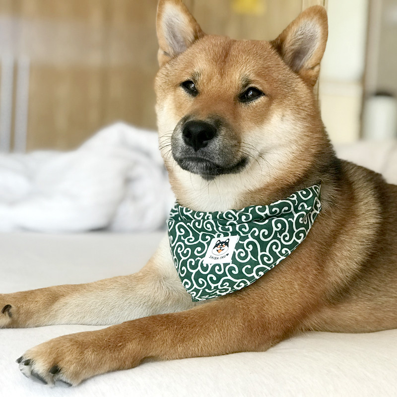 陈皮家 手工日本唐草宠物三角巾秋田柴犬项圈领结狗狗猫咪口水巾