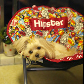 宠物潮牌深睡狗窝猫窝可拆洗泰迪猫咪四季 沙发折叠椅子中小型犬