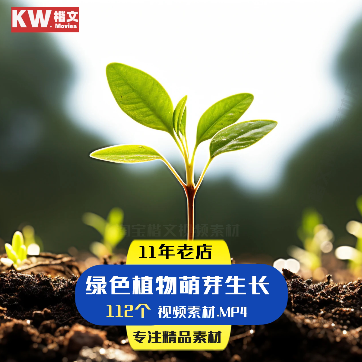 视频素材大自然发芽生成长绿色植物实拍蒲公英开花雨露森林空镜头