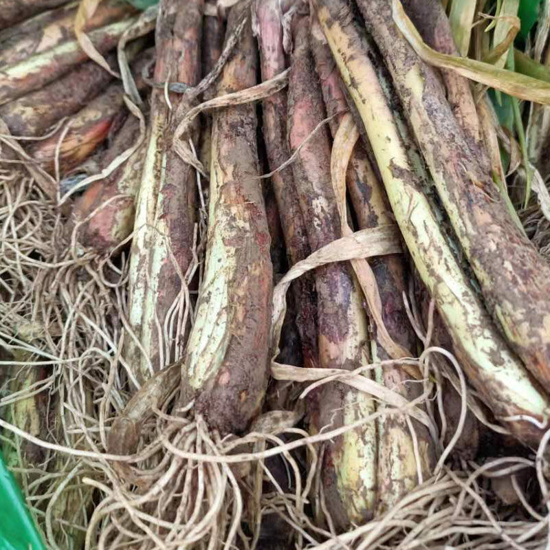 靖远红葱2023年新品鸡腿葱 红皮大葱味浓辛辣适合炒菜炖汤5斤包邮