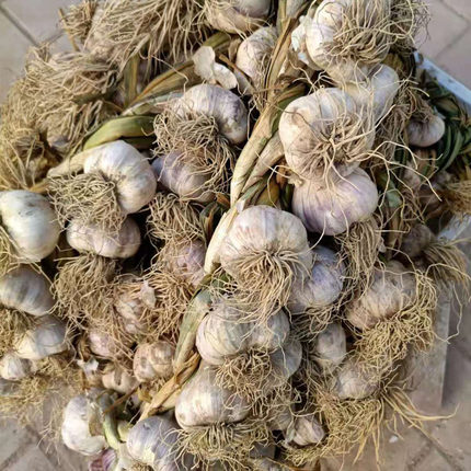 靖远新鲜辫子紫皮大蒜甘肃特产2024年新蔬菜农产品紫皮大蒜紫蒜