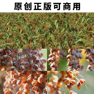 红缨子高粱熟了大特写酿酒原料4K高清视频素材原创可以商用