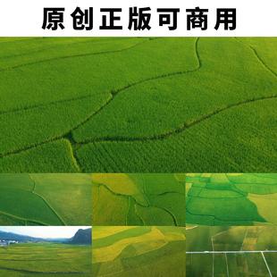 原创可商用农业水稻谷物稻田园田野航拍4K高清实拍视频素材合集