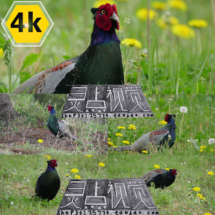 ¶¯Îï Ò°¼¦ ²ÝµØÉÏÒ°¼¦ 4K ¸ßÇå ÊÓÆµËزÄ