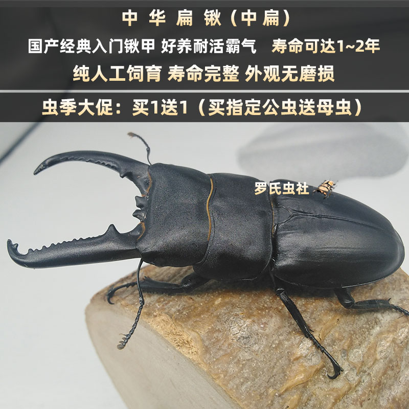 中国大扁锹形虫甲虫幼虫活体昆虫