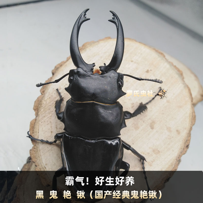 黑鬼艳锹甲红边黄边奥锹宠物甲虫