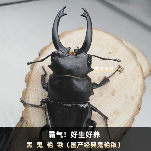 黑鬼艳锹甲红边黄边奥锹宠物甲虫