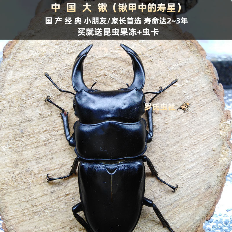 中国大锹形虫扁锹甲活体宠物昆虫