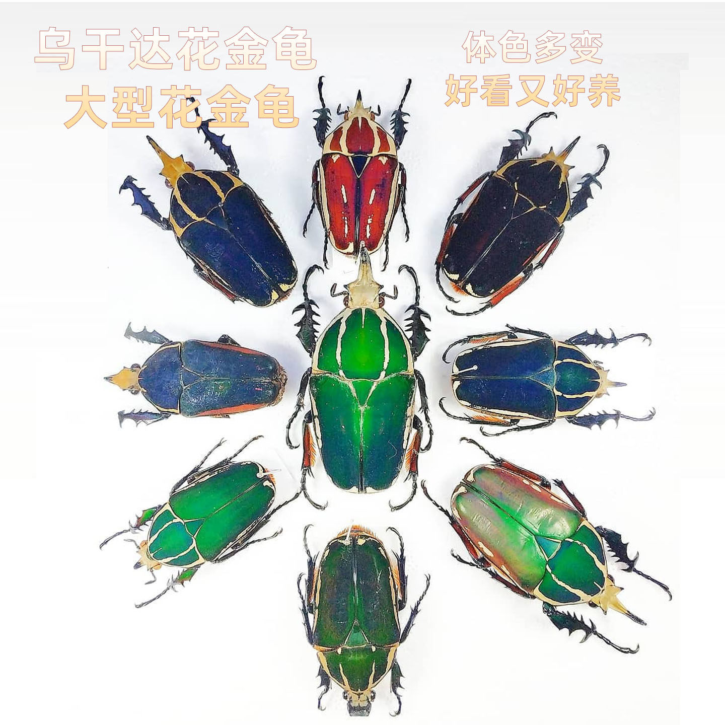 乌干达花金龟成幼虫宠物甲虫昆虫