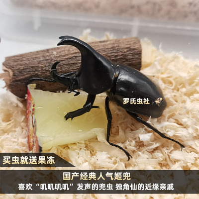 宠物甲虫红河哈尼姬兜成虫仙幼虫