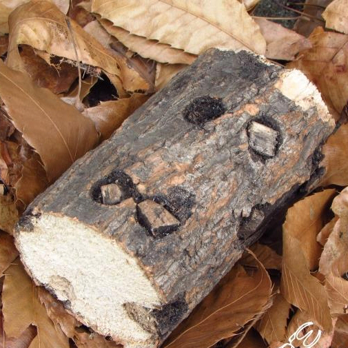 锹甲繁殖产卵木栎木枫香云芝活菌