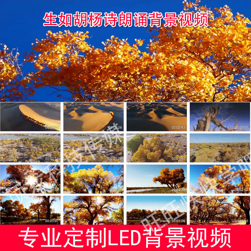 生如胡杨配乐诗朗诵舞台演出led背景视频
