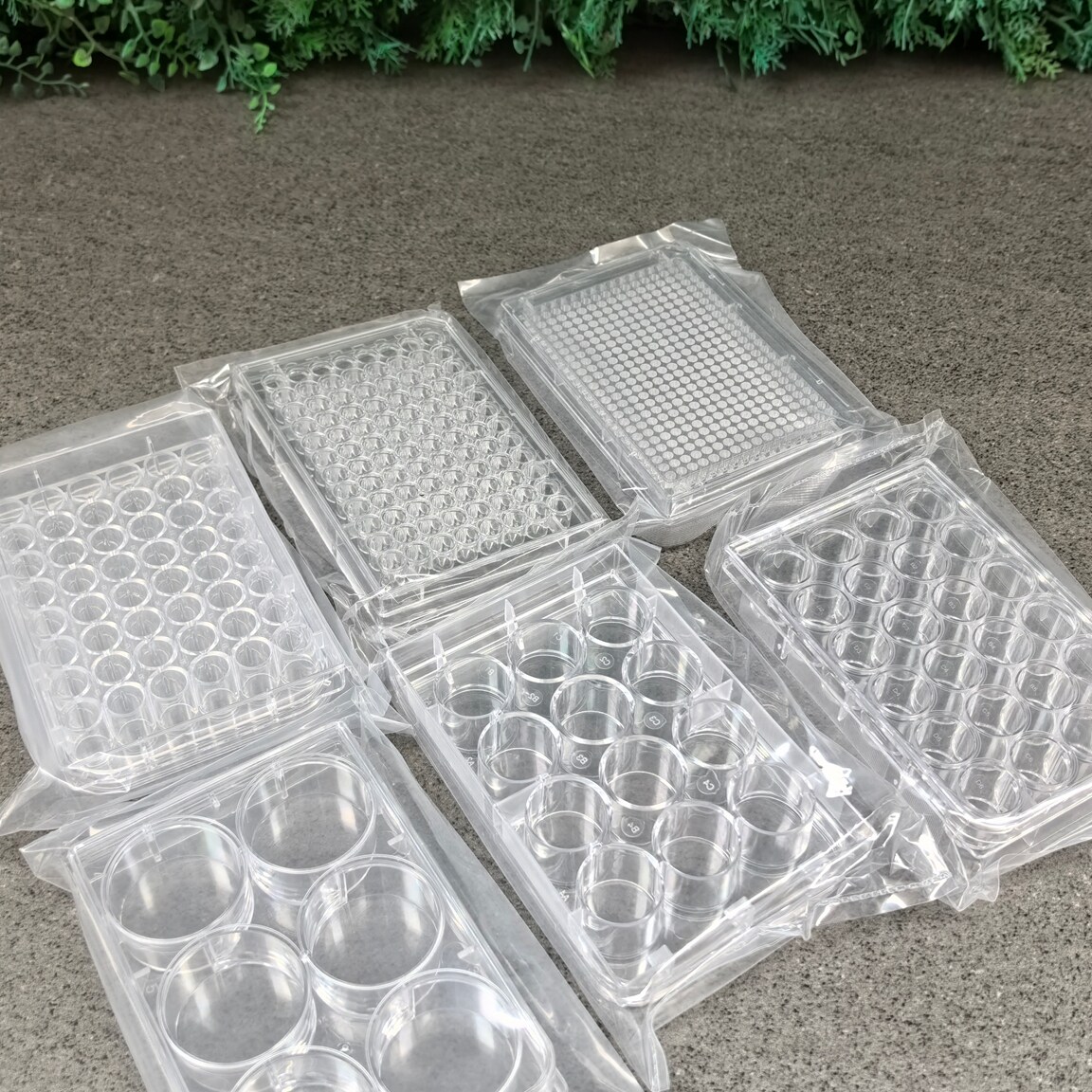 细菌培养板独立包装5个以上包邮