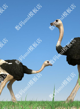 鸵鸟3d模型objfbxmaya鸵鸟素材3dsmax虚幻ue4 blende c4d鸵鸟动画