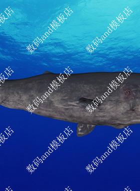 抹香鲸模型动画3d模型objfbxmaya抹香鲸游动3dsma抹香鲸c4d抹香鲸