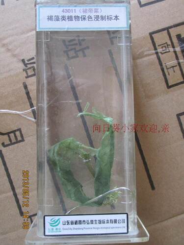 褐藻类植物保色浸制标本 J43011 实物标本 生物教学标本 幼儿