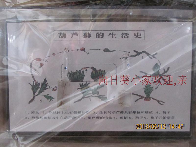 葫芦藓的生活史标本 生物教学标本模型 幼儿园早教教材 教具