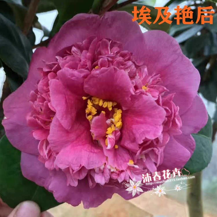 沐春茶花-16-各种国内外名贵茶花品种,埃及艳后/大卡特/弁天神乐