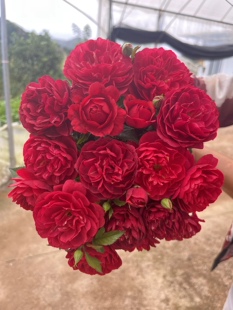 沐春月季—直觉果汁，果汁芽变品种，深红色带条