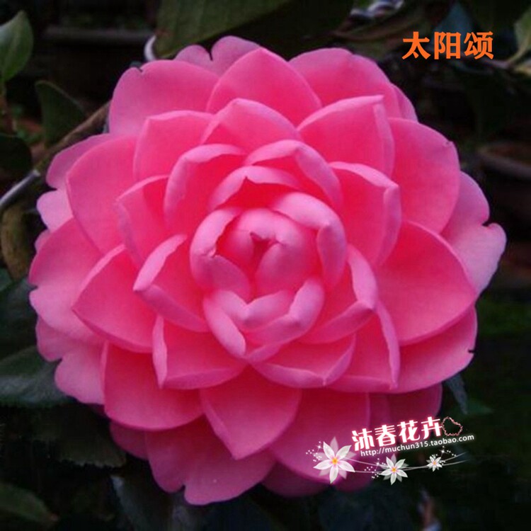 名贵品种紫砂珍珠茶花