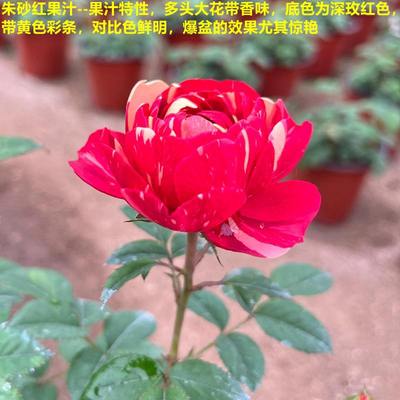 果汁特性，底色严厉，线条鲜明