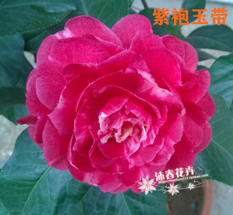 沐春茶花-6-各种国内外名贵茶花品种,乱世佳人/紫禁城/紫袍玉带