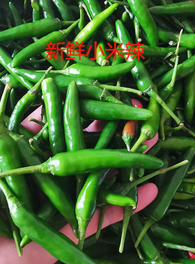 小米辣特辣朝天椒新鲜发货
