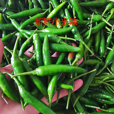 小米辣特辣朝天椒新鲜发货