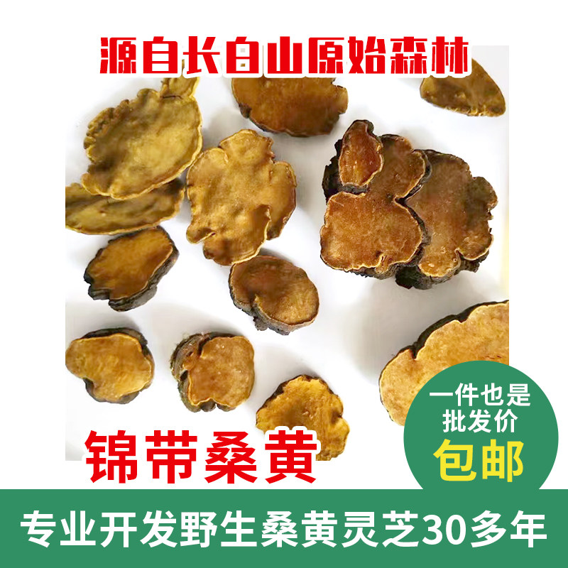 桑黄锦带桑黄野生灵芝桑黄灵芝媲美桑树桑黄韩国热卖品1公斤400元