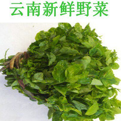 新鲜野菜甜菜树豆尖越菜口味香美鲜甜蔬菜煮吃小炒火锅农家菜