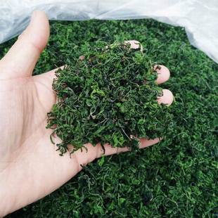 河南 郑州中岳仙茶 野生 酸枣芽茶 枣芽茶 酸枣叶茶 买2送1包邮