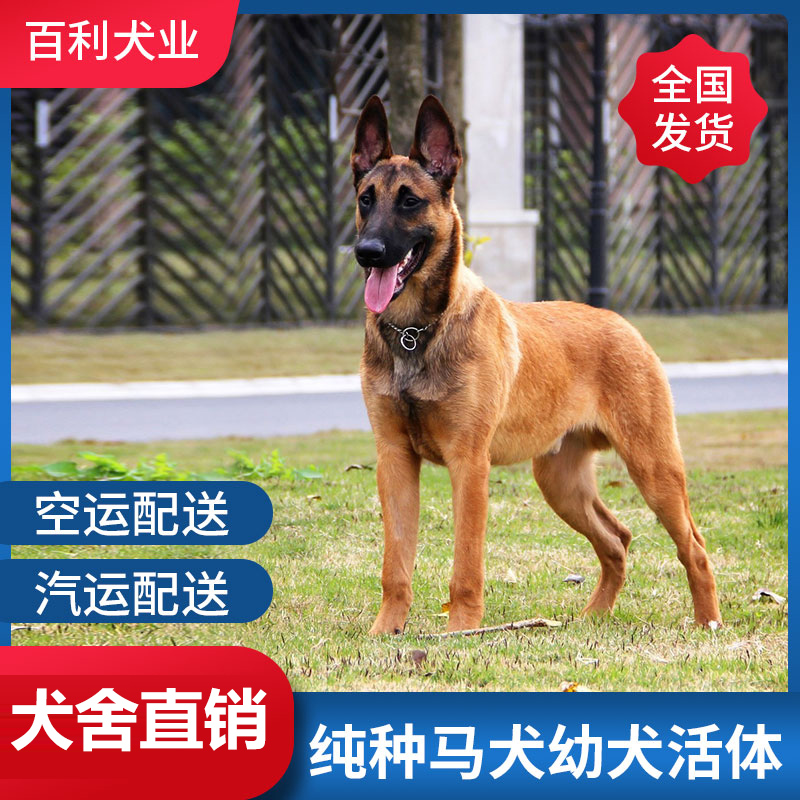 å¾·å›½ç‰§ç¾ŠçŠ¬ä»·æ ¼ å¾·å›½ç‰§ç¾ŠçŠ¬å›¾ç‰‡ æ˜ŸæœŸä¸‰