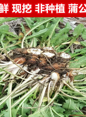 包邮新鲜非种植天然黄白婆婆丁