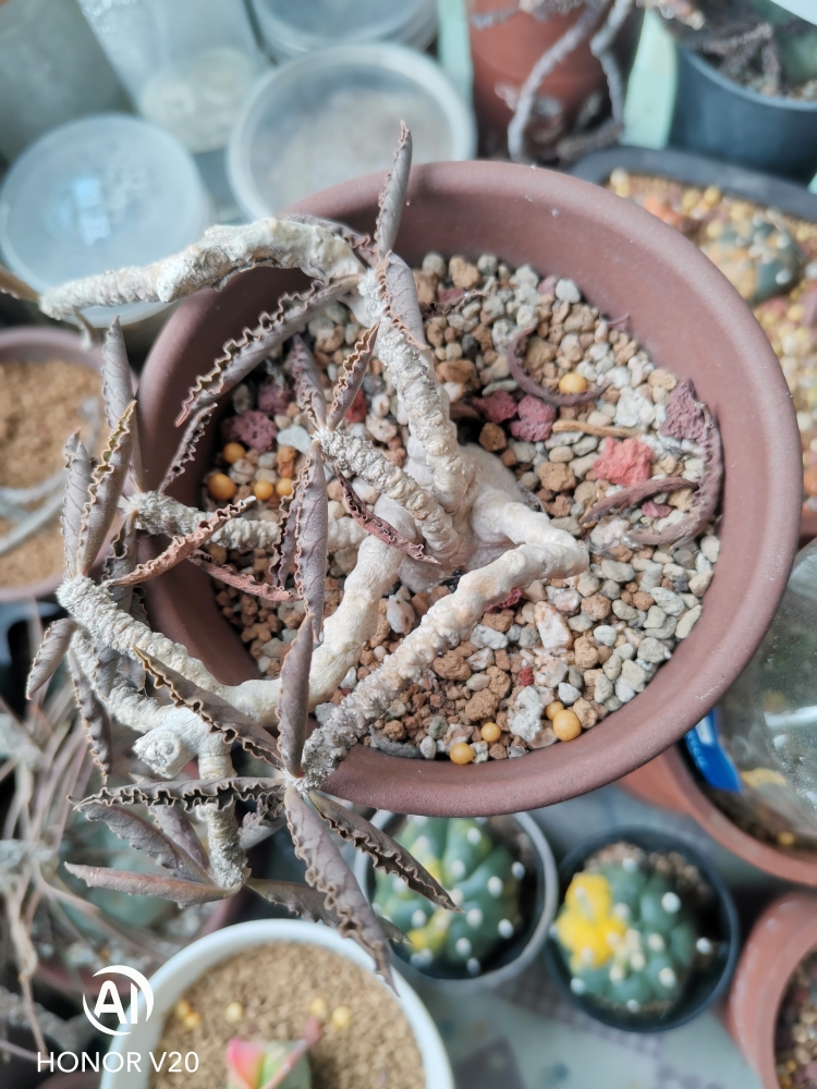 cute肉植瓦莲筒叶皱叶麒麟实生块根大戟科~多肉植物一物一拍