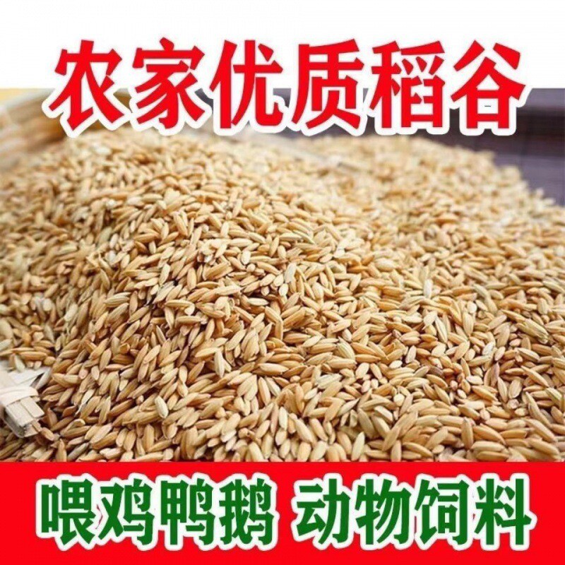 稻谷喂鸡去年早谷农家带壳谷子水稻稻子带壳鸭仓鼠鸽鸟鹅宠物饲料