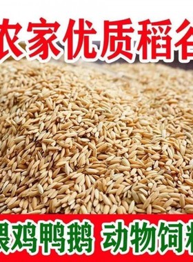 稻谷喂鸡去年早谷农家带壳谷子水稻稻子带壳饲料鹅鸽鸟仓鼠宠物鸭