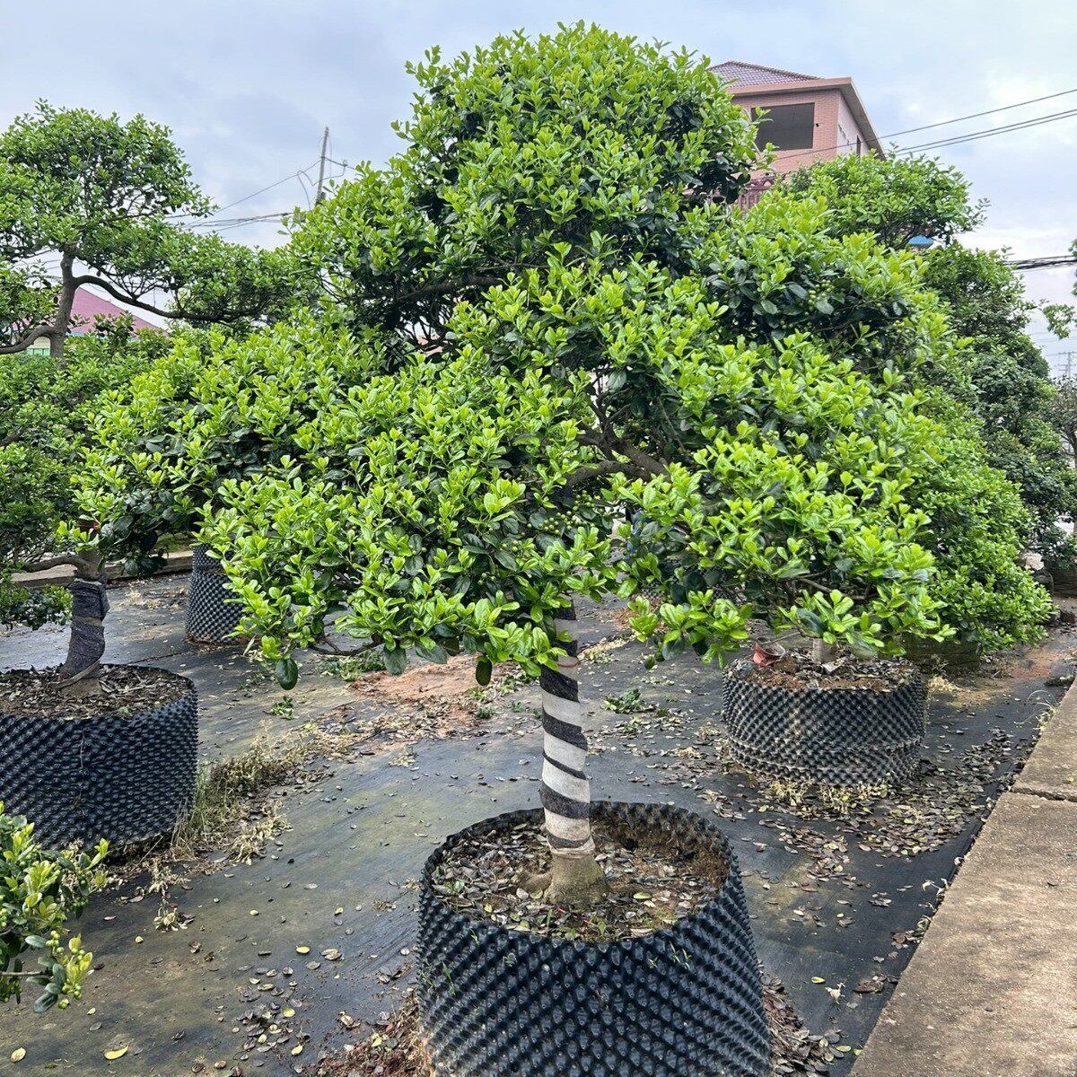 苗圃无造型供应刺构骨球园林工程绿化苗木造景树乔木灌木批发