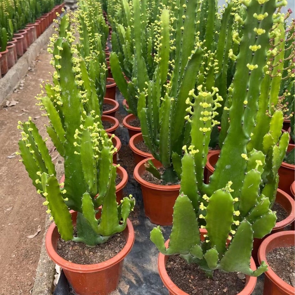 仙人掌盆盆栽多肉植物植物三角大戟沙生大戟科景观造型仙人球批发