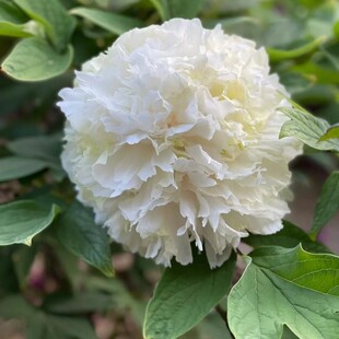 洛阳幕隐玉绿牡丹花苗盆栽牡丹庭院地栽阳台绿牡丹花卉牡丹树花苗