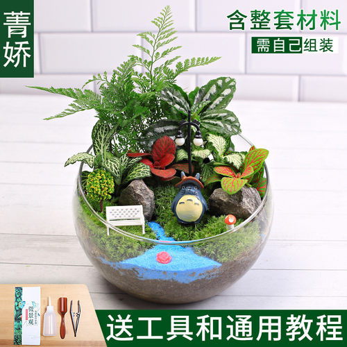 15cm切口苔藓微景观diy材料包创意玻璃球生态套装摆件礼品物瓶子