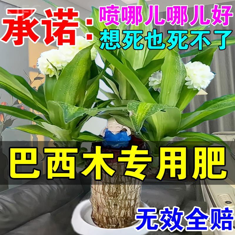 巴西木营养液幸运木开花促爆芽专用生根药水复活液枯树再生液体肥