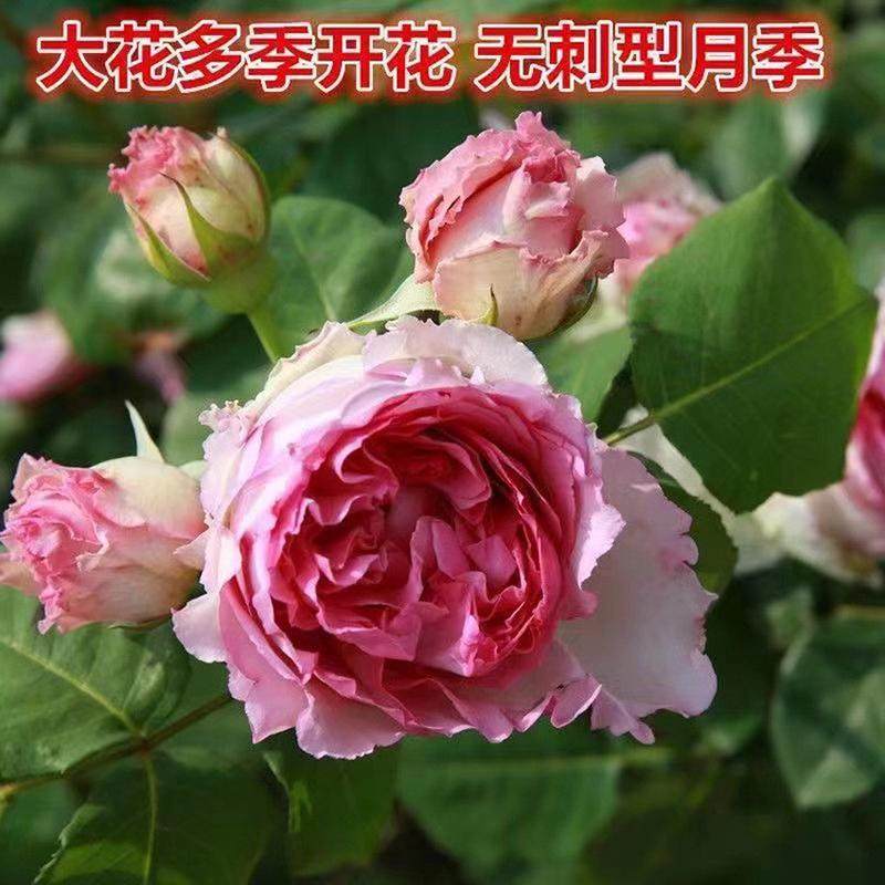 无刺大花藤本浓香月季花苗西枝爬藤花卉四季庭院牡丹无刺蔷薇盆栽,鲜花速递/花卉仿真/绿植园艺,时令草本花卉,淘宝优惠券,粉丝福利购,淘宝优惠卷