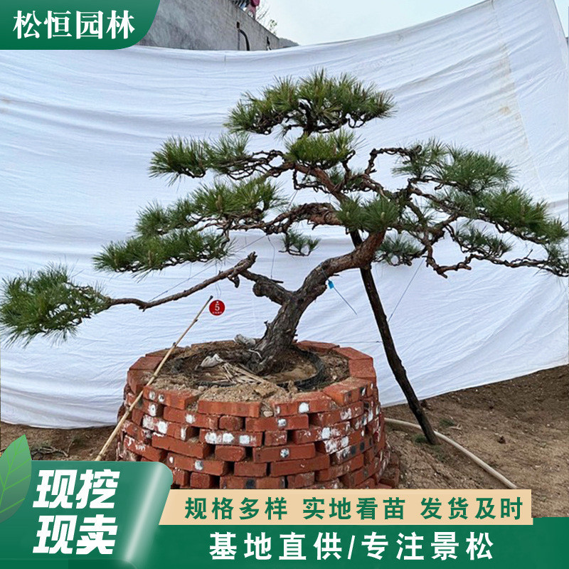 丛生多油松景观造型杆四季常绿乔木造型黑松园林绿化造型油松树