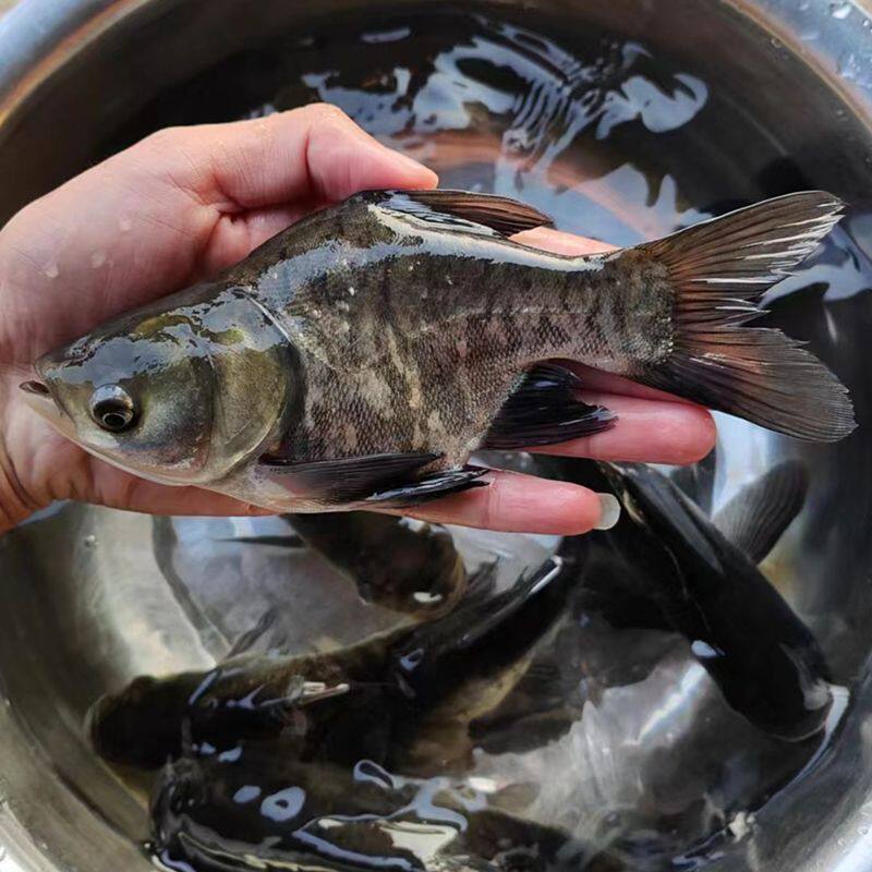缩骨大头鱼苗食用仙骨胖头鱼苗缩骨花鲢鲢鳙鱼苗淡水养殖锁骨批发