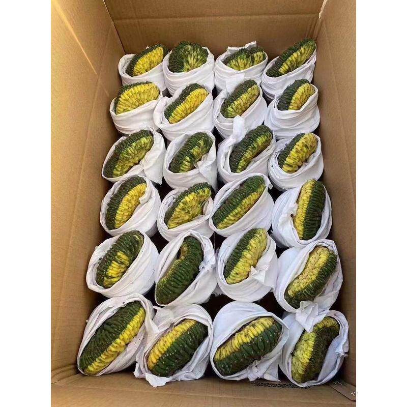 【基地直供】仙人花卉盆栽多肉植物绿植柱多闻柱缀化锦,鲜花速递/花卉仿真/绿植园艺,绿植,淘宝优惠券,粉丝福利购,淘宝优惠卷