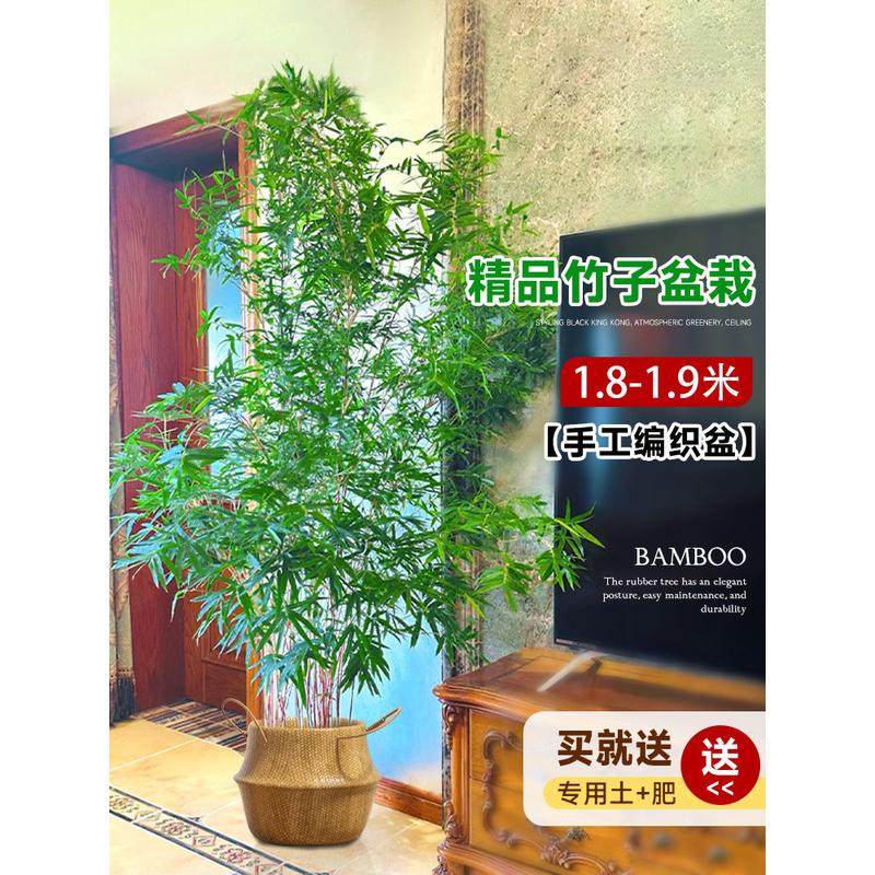 室内盆栽竹子客厅真树大型绿植落地大花盆好养活四季常青造景批发,鲜花速递/花卉仿真/绿植园艺,绿植,淘宝优惠券,粉丝福利购,淘宝优惠卷