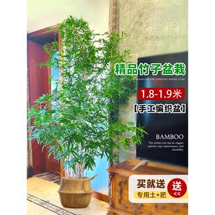 竹子盆栽室内客厅四季常青大型绿植落地大花盆好养活真树造景批发