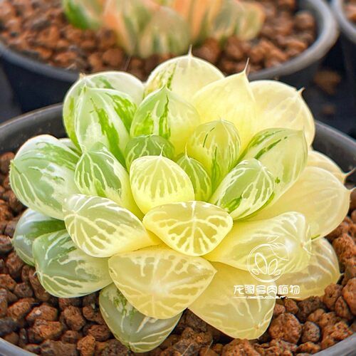 苏州玉露锦 苏锦十二卷绿植盆栽 龙哥多肉植物 一物一拍 带盆发货